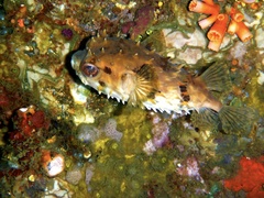 Cyclichthys orbicularis