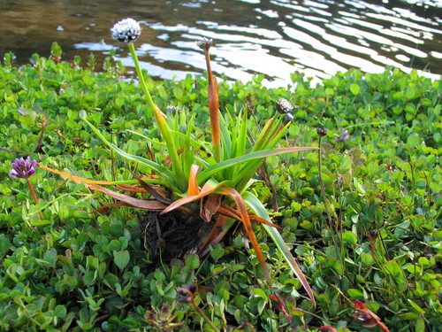 Eriocaulon schimperi image