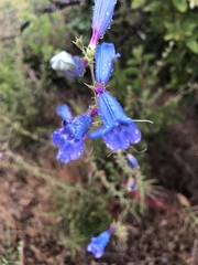 Penstemon heterophyllus purdyi