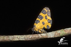 Pantherodes pardalaria