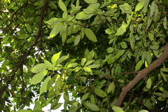 Quercus glauca