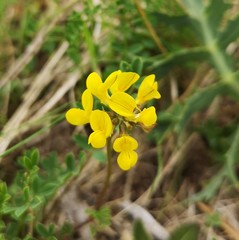 Hippocrepis comosa