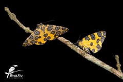 Pantherodes pardalaria