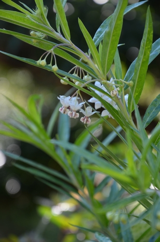 Gomphocarpus physocarpus image