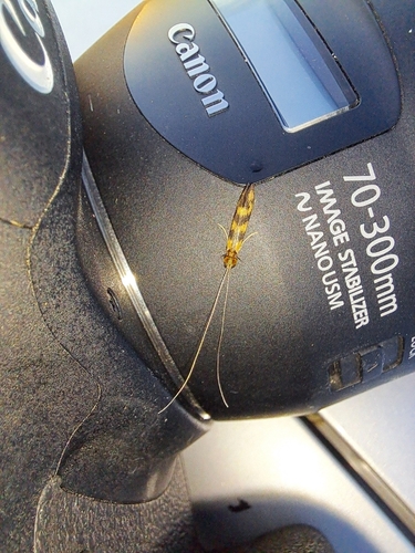 Grousewing Caddisfly