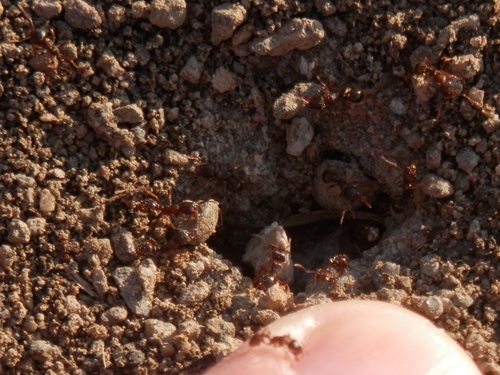 Pavement ant