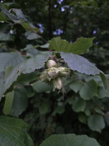 common hazel