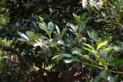Machilus thunbergii