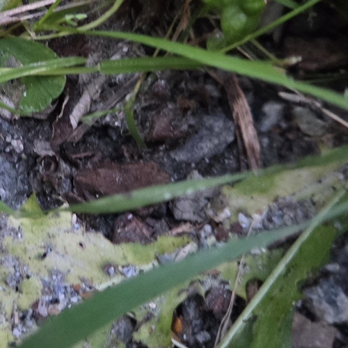 European Toad