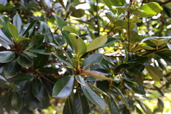 Machilus thunbergii