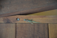 Phelsuma ornata