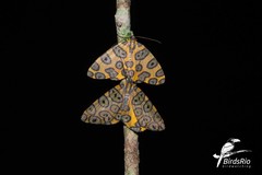 Pantherodes pardalaria