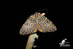 Pantherodes pardalaria