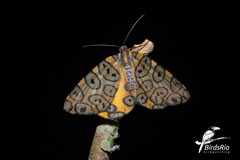 Pantherodes pardalaria