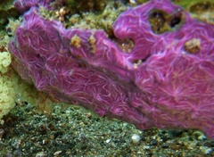Chalinula nematifera