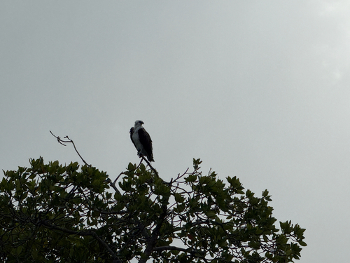 Osprey