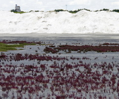 Salicornia rubra