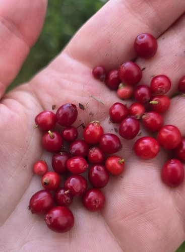 Lingonberry