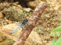 Orthetrum luzonicum