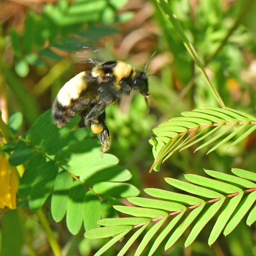 Black-and-gold Bumble Bee