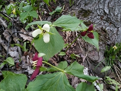 Trillium erectum