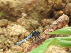Orthetrum luzonicum