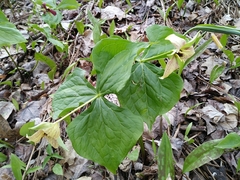 Trillium erectum