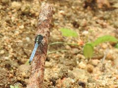 Orthetrum luzonicum