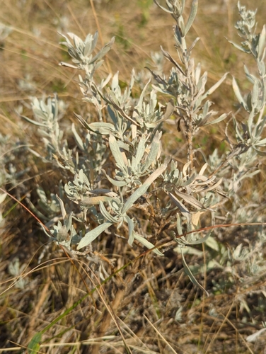 Artemisia cana, photograph 3