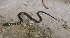 Rhabdophis tigrinus tigrinus