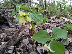 Trillium erectum