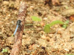 Orthetrum luzonicum