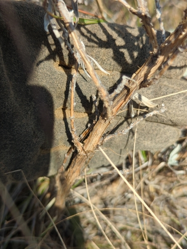 Artemisia cana, photograph 4