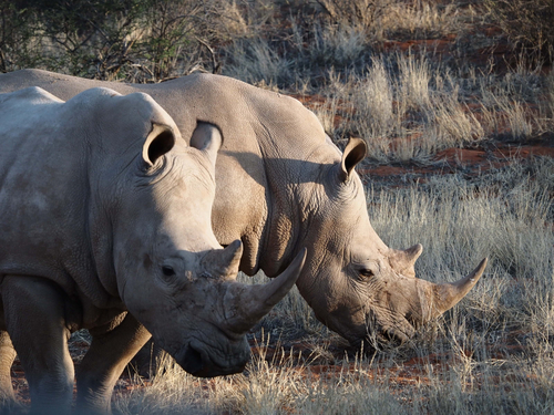 White Rhinoceros