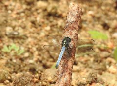Orthetrum luzonicum