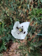 Papaver dubium austromoravicum