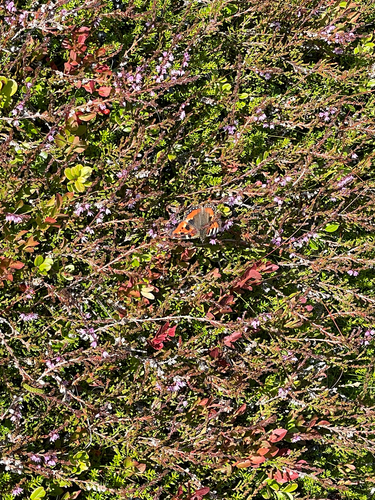 Small Tortoiseshell
