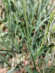 Papaver dubium austromoravicum