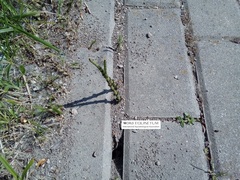 Equisetum palustre