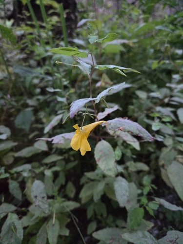 Touch-me-not Balsam