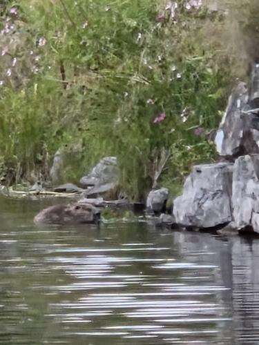 Eurasian Beaver