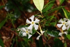 Trachelospermum asiaticum