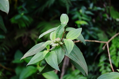 Melastoma candidum