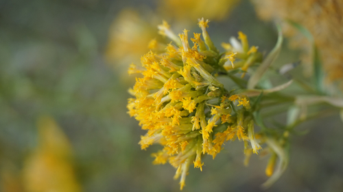 Yellow Rabbitbrush