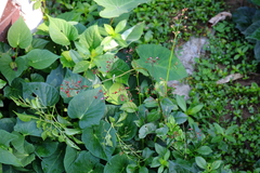 Talinum paniculatum