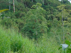 Cordia alliodora