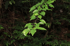 Ilex asprella