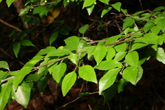 Ilex asprella