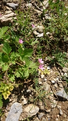 Erodium chium