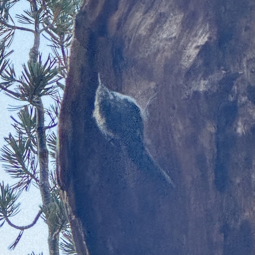 iNaturalist observation photo of Brown Creeper